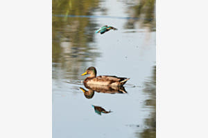 Spieglein, Spieglein Spieglein, Spieglein