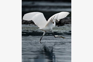 Dancing Heron Dancing Heron