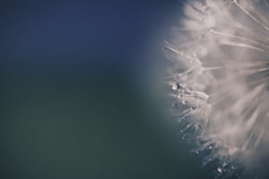 Dandelion Dandelion