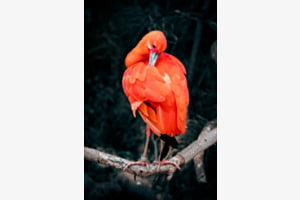 Der Rote Der Rote