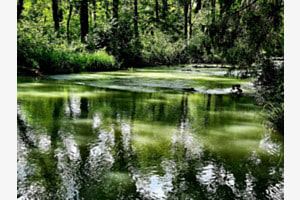 Die alte Aare
