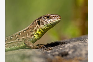 Zauneidechse