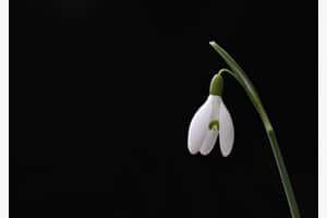 "schlicht"