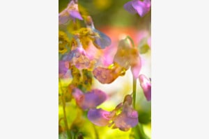 Frühling 