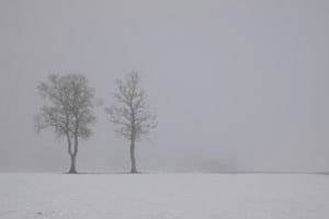 Arbres Arbres