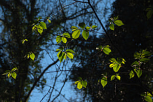 Frühlingserwachen