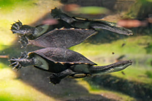 Spiegelung an der Wasserunterseite