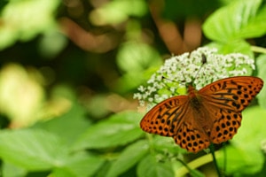 Mariposa