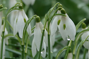 Perce-neige
