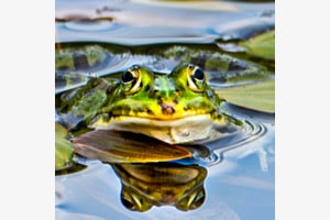 Froschperspektive