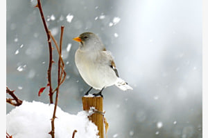 Winter-Sperling Winter-Sperling