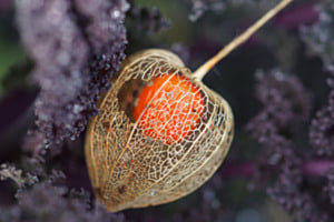 Physallis