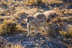 Approaching Curiosity