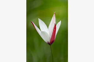 Silent Elegance