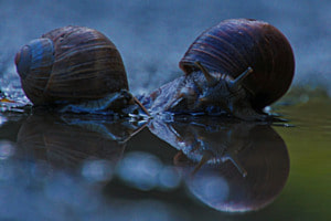 Schneckenpost tierisch gut! Schneckenpost tierisch gut!