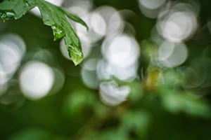 Blatt im Regen Blatt im Regen