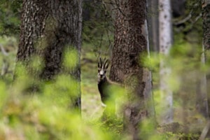 Chamois en forêt 