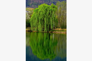 Grünes Spiegeln