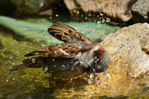 Hausspatz beim Baden