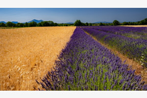 Lavendel und Korn in konstrastreichem Einklang
