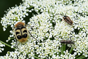 Insektenfamilie
