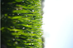Tau auf dem Gras