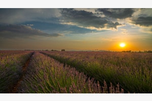Abendgold in der Provence