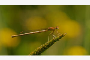 Federlibelle