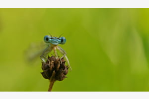 Federlibelle