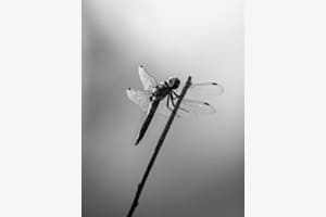 Langer Flug, kurze Pause