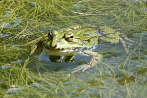 Frosch im Teich Frosch im Teich