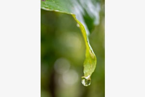 Endlich Regen