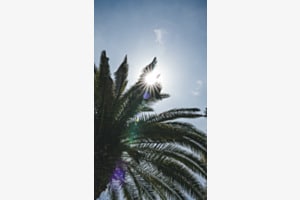 Tropical View Tropical View