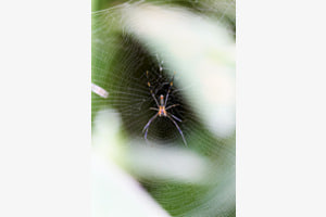 Carabao Spider Carabao Spider