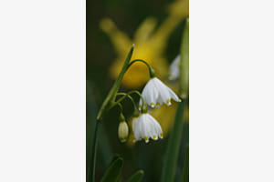 Perce-neige