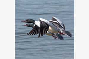 Synchronfliegen