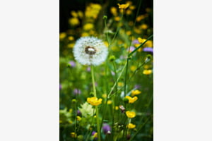 Frühling Frühling