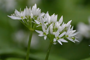 Fleurs Fleurs