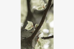 Buchenblätter Buchenblätter
