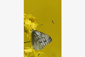 Papillon