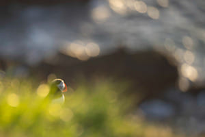 Puffin, Shetland Puffin, Shetland