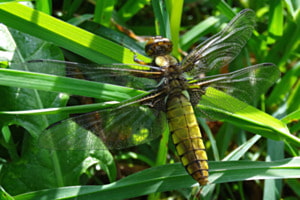 Filigranistin Filigranistin