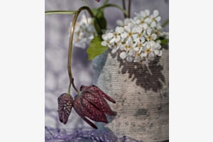 Schachbrettblüte 