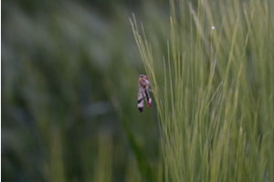 Man hört keine Fliege
