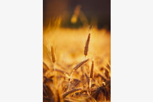 Goldene Stunde 
