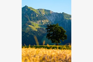 Sommerabend
