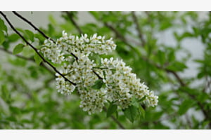 Lilas blanc