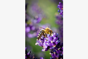 Honigbiene am Lavendel 