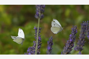 Papillons