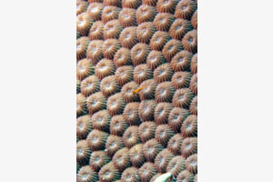 Coral fish Coral fish